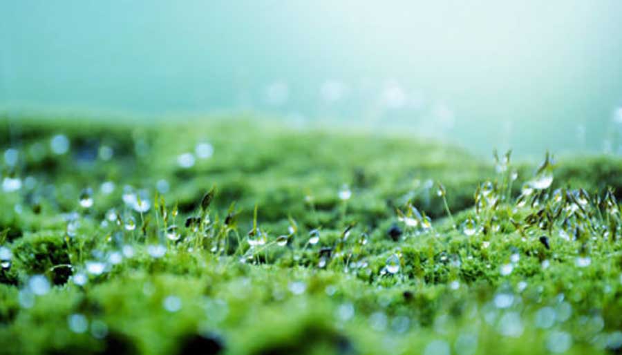 Grass rain