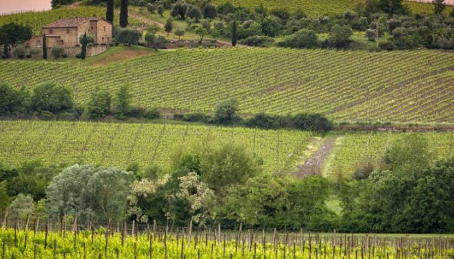 Wine field