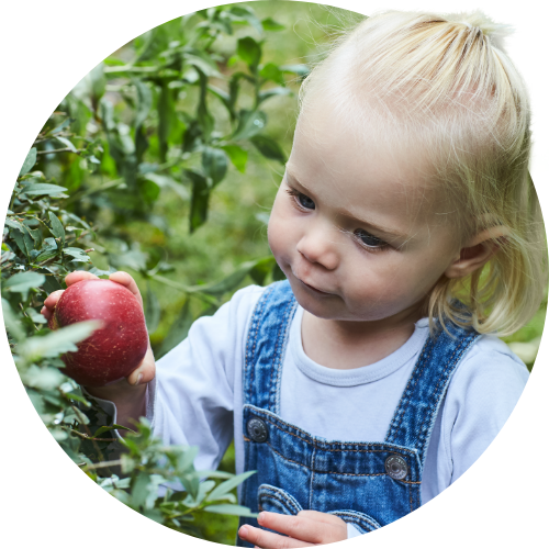 Young child diarrhea and the role of some probiotic strains 